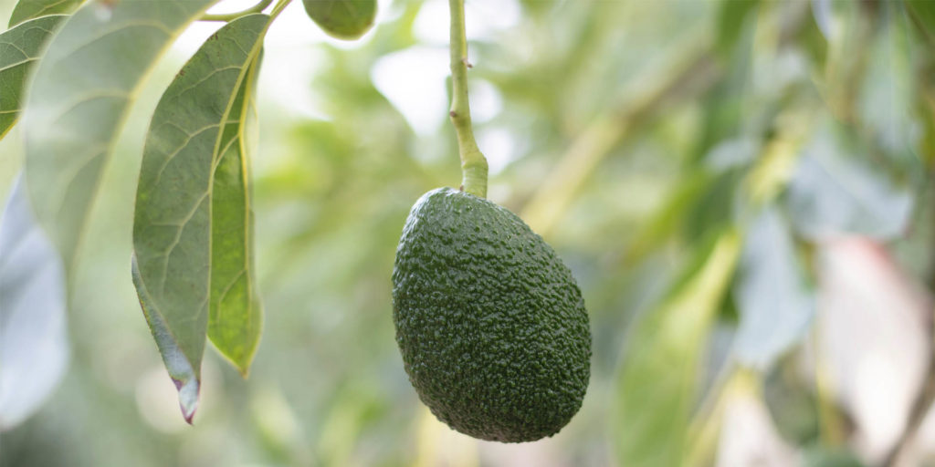 Ripe with potential: the many benefits of Fairtrade avocados
