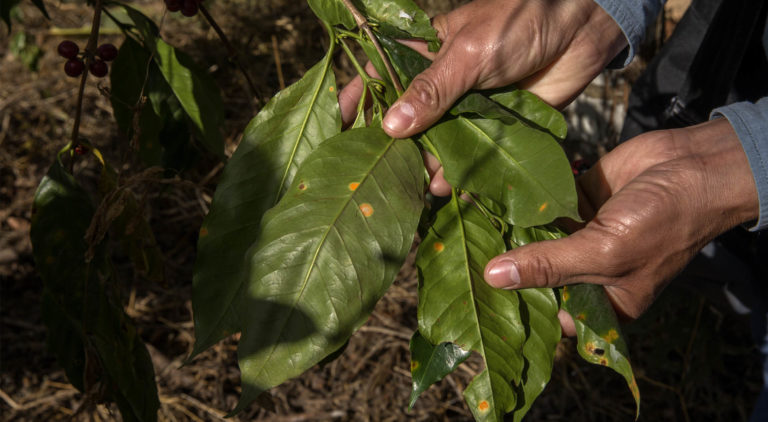 Coffee plant with leaf rust