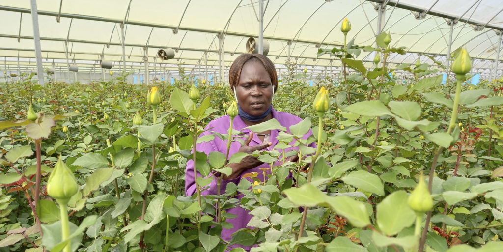 Rosemary Achieng, among roses in one of Panda Flowers' greenhouses