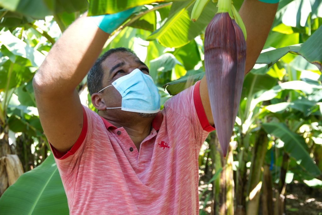 a man cuts bananas from a plant, he wears a face mask