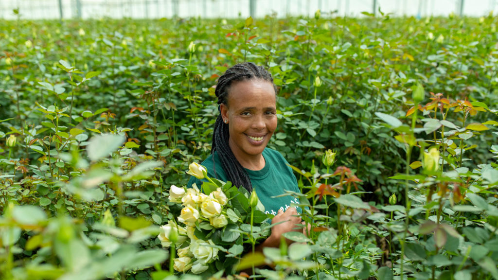 Portrait of Beredu Sitea in a greenhouse growing roses