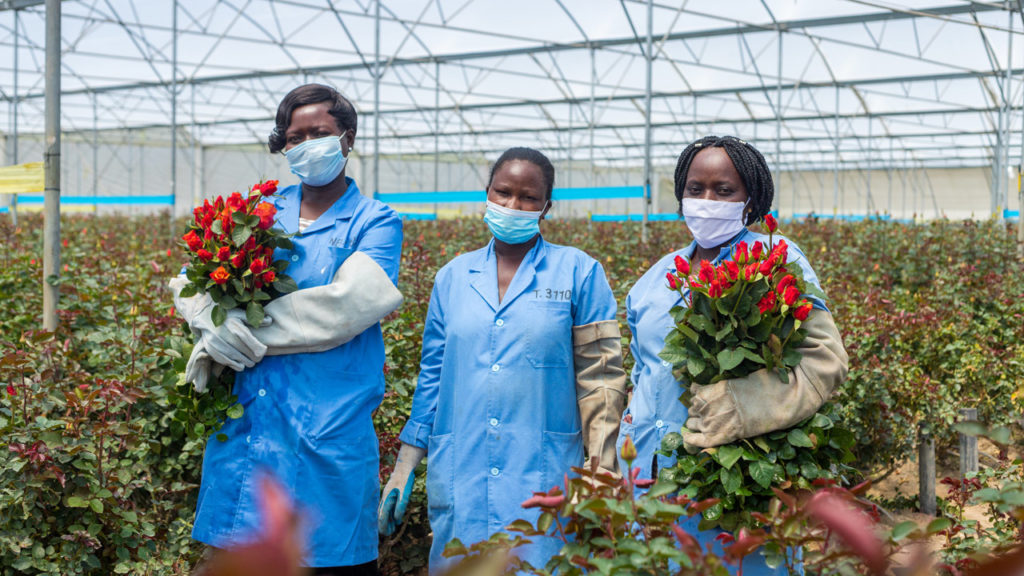 Portrait of Joan Injete Akumu and two other flower workers standing in a greenhouse at Bigot Flowers Ltd in Kenya. Two of the women are holding bunches of red roses