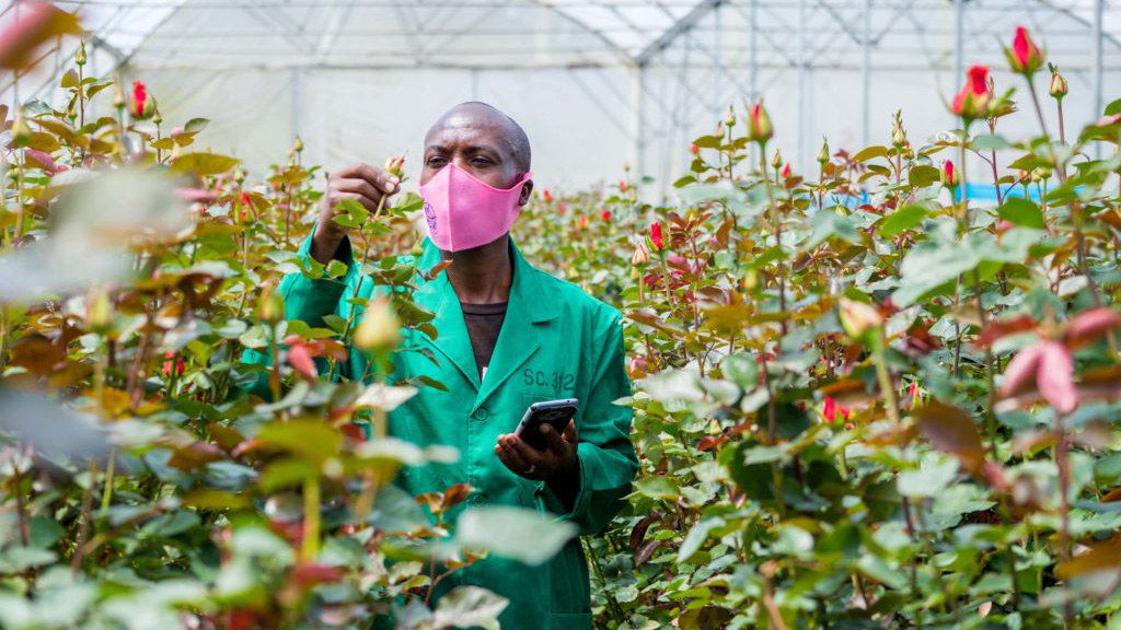 Portrait of Kennedy Simiyu, a flower worker at the Bigot Flower Farm in Kenya, examines roses in the greenhouse