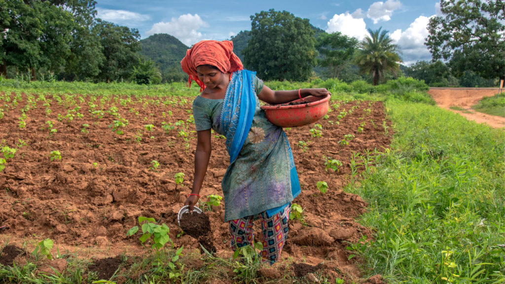 Champa Majhi is putting the compost fertilizer in the cotton farm land at village Kubri in Lanjigarh of Bhawanipatna, Orissa, India