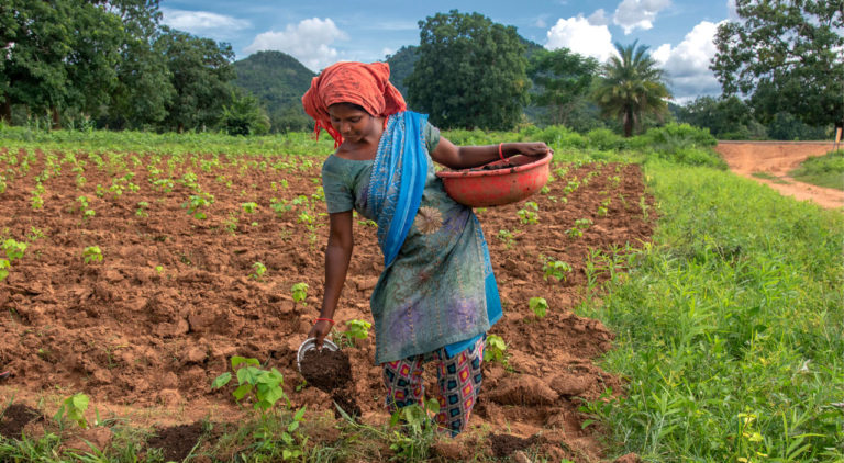 Champa Majhi is putting the compost fertilizer in the cotton farm land at village Kubri in Lanjigarh of Bhawanipatna, Orissa, India