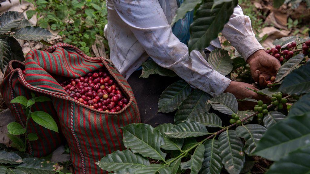 Producer picks coffee cherries in Peru