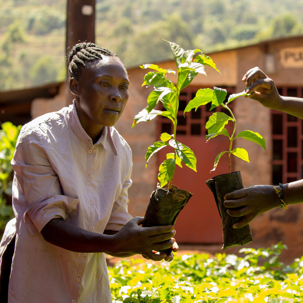 A woman holds a young tree about to be planted