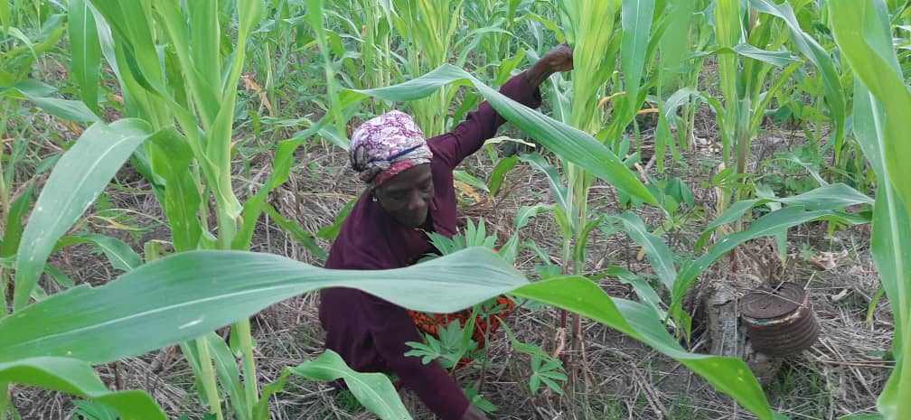 Gifty Dede, farming in her maize farm  a farmer with two acres of maize farm in the Baasare Nkwanta area