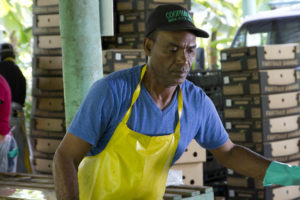 Bernardo Fernandez is a farmer from the Asociacion Agricola Noroestana (ASOANOR) Fairtrade-certified co-operative in the Dominican Republic