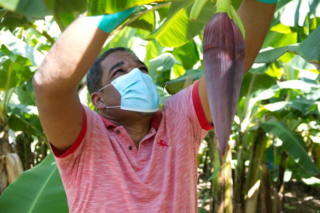Banana farmer Ángel Guzmán Santana, from the Las Mercedes producer association in the Dominican Republic, with a face mask tending to a banana plant. Credit Fairtrade