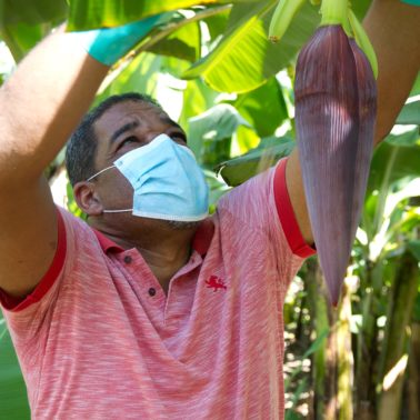 Banana farmer Ángel Guzmán Santana, from the Las Mercedes producer association in the Dominican Republic, with a face mask tending to a banana plant. Credit Fairtrade