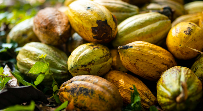 cocoa pods