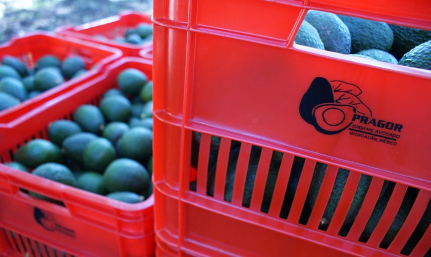Fresh avocados from the PRAGOR cooperative in PRAGOR branded red crates. Image courtesy of PRAGOR