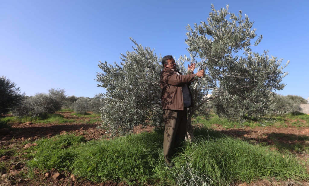 producer standing by an olive tree