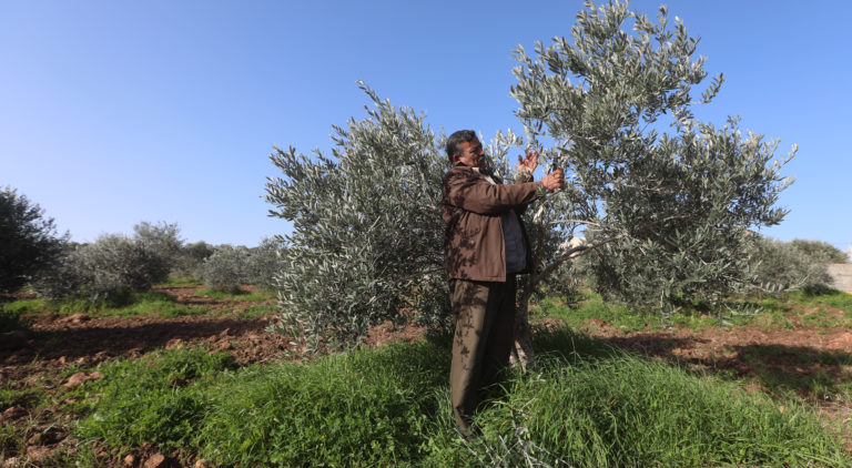 producer standing by an olive tree