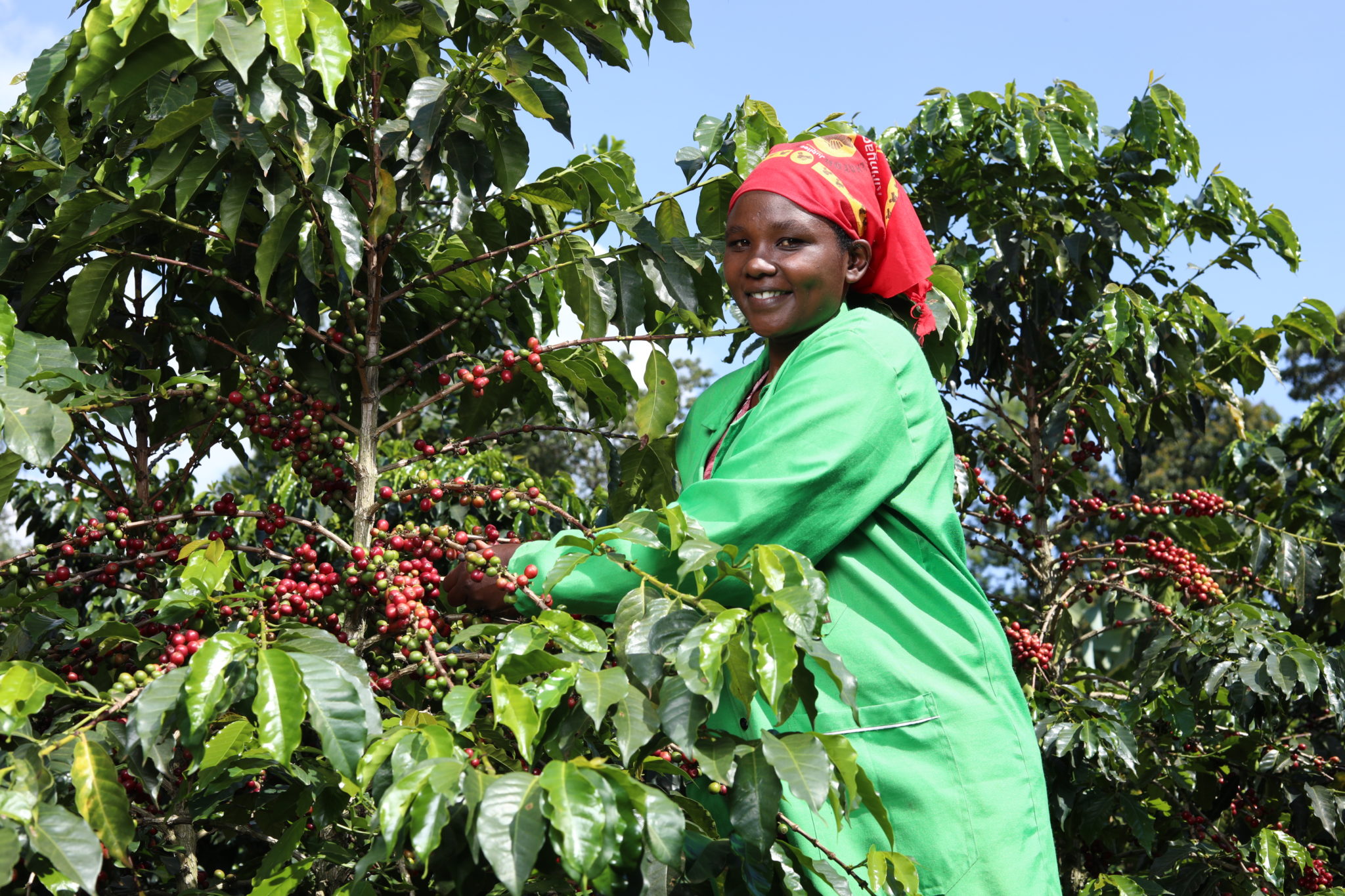 You are currently viewing Fairtrade coffee masterclass with Co-op