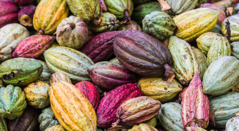 a variety of cocoa pods