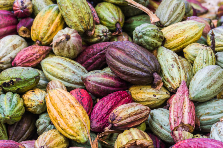 a variety of cocoa pods