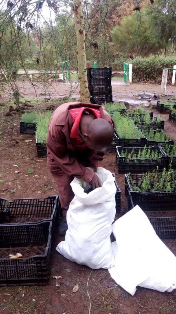 Benson Muriuki collecting seedlings at Flamingo Farms