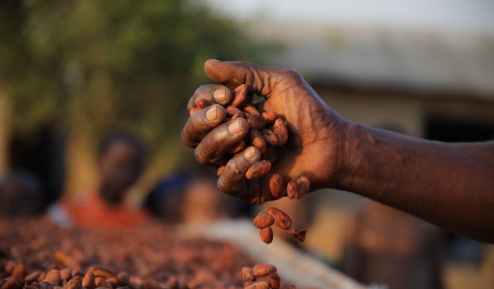 A handful of Cocoa beans being held up above a large bag of beans