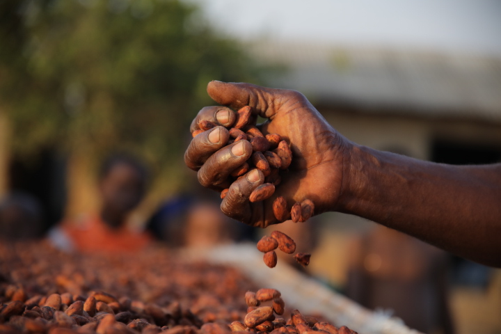 A handful of Cocoa beans being held up above a large bag of beans