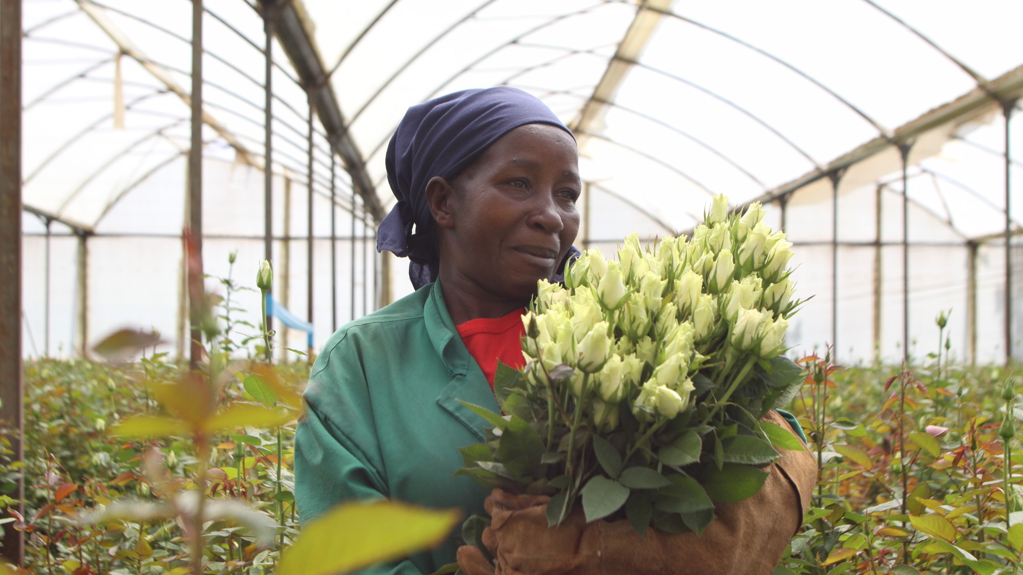 You are currently viewing Fairtrade Premium helps Kenyan flower workers to boost wages and overcome financial challenges