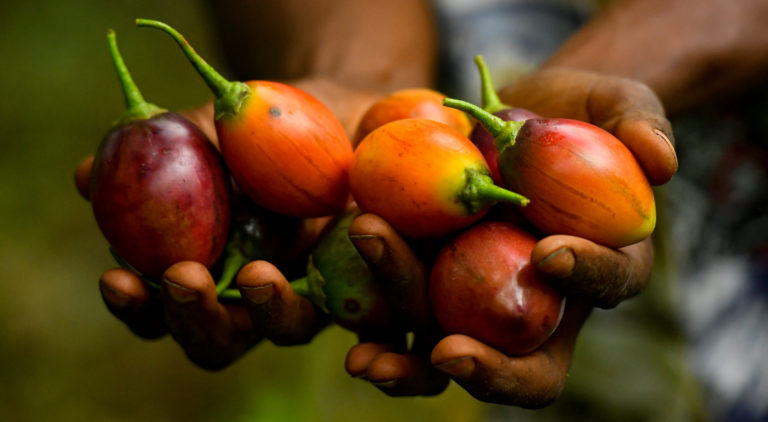 Fairtrade coffee farmer hands