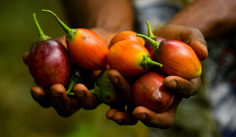 Fairtrade coffee farmer hands