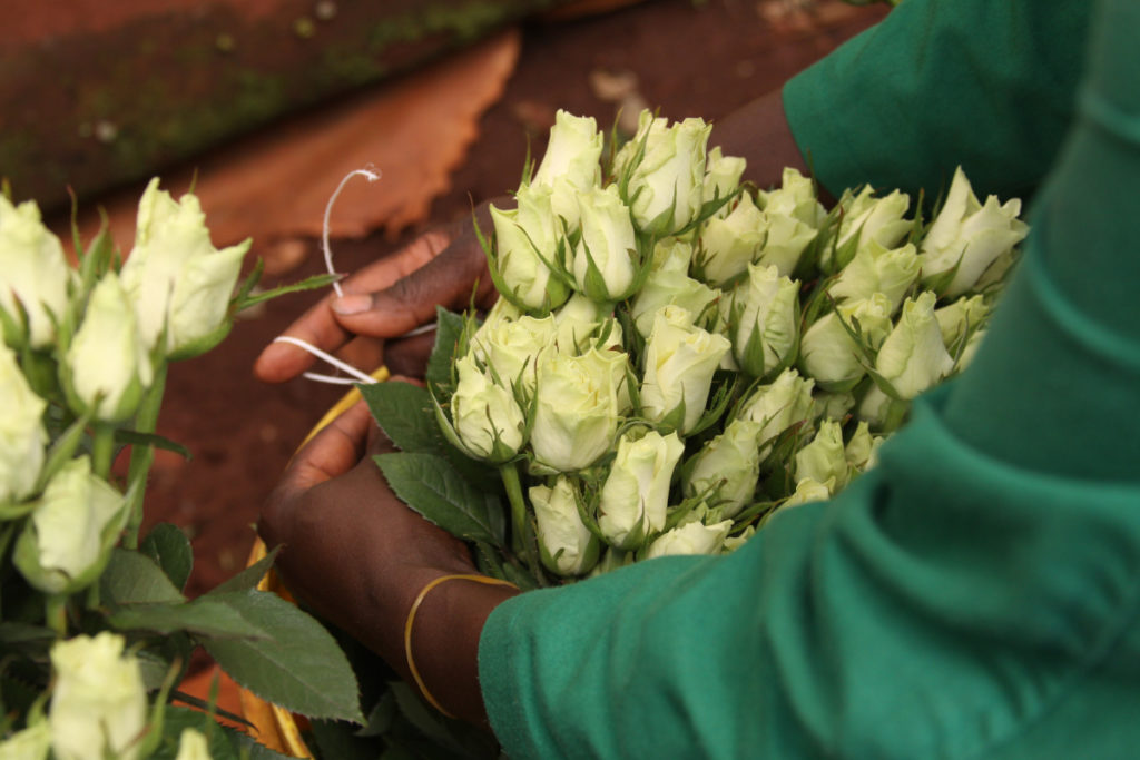 Woman holding Fairtrade roses