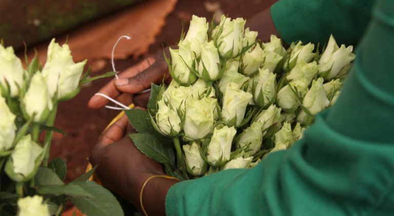 Woman holding Fairtrade roses