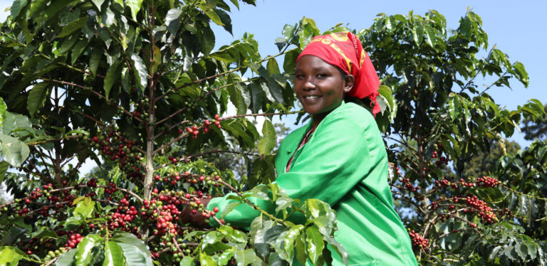 Coffee farmer