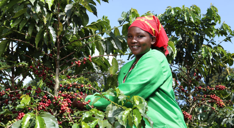 Coffee farmer