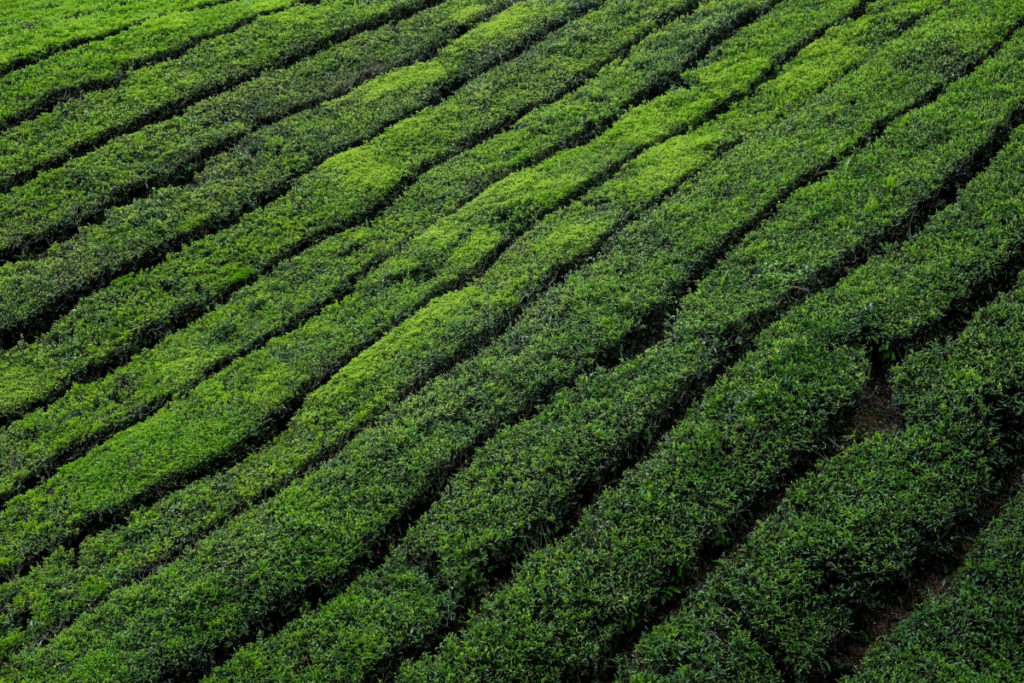 Tea plants