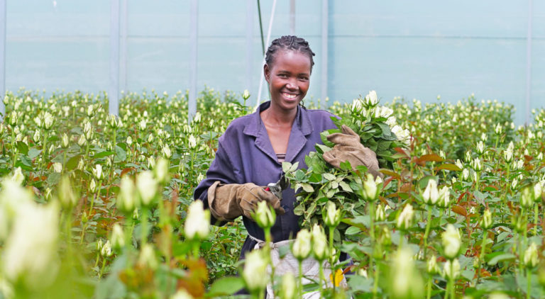 Fairtrade flower worker at Aquila Roses in Kenya.