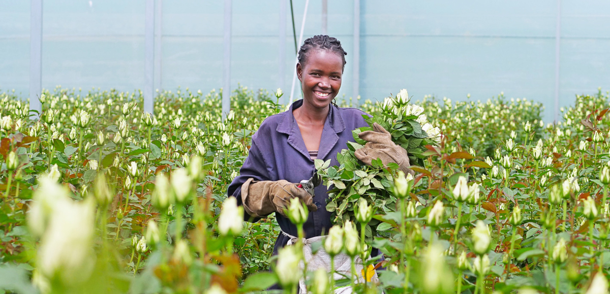 You are currently viewing New study reveals ‘positive’ impacts of Fairtrade for flower workers