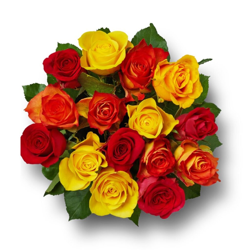 a striking birds eye view of 15 red, orange and yellow rose blooms