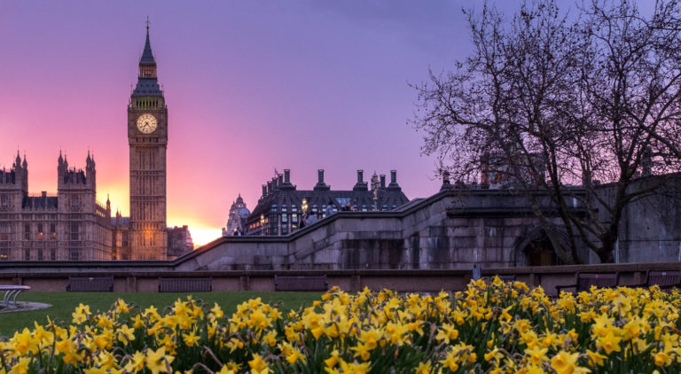 UK parliament with daffodils