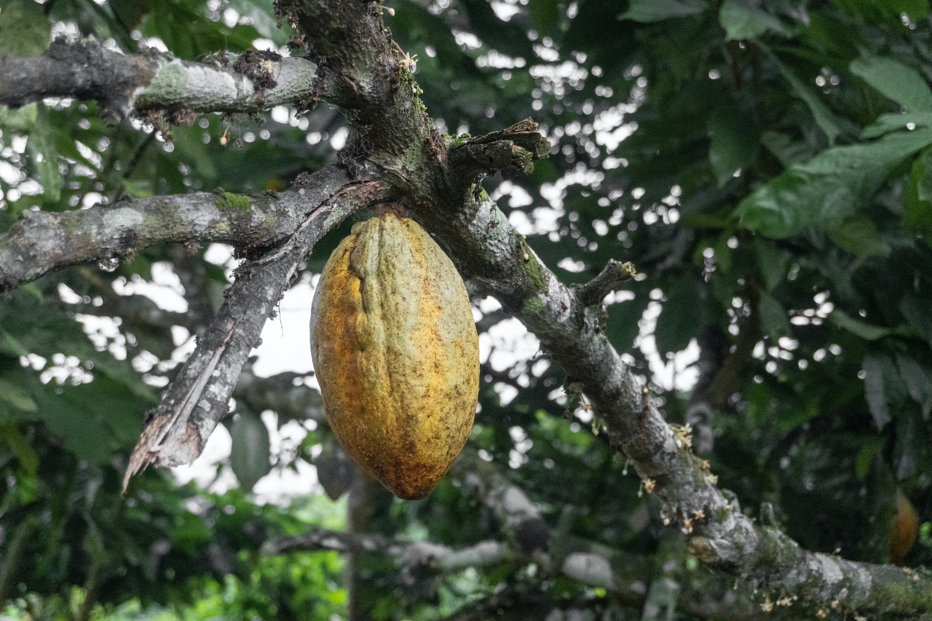You are currently viewing Fairtrade producers set to expand deforestation monitoring through new partnership with Satelligence