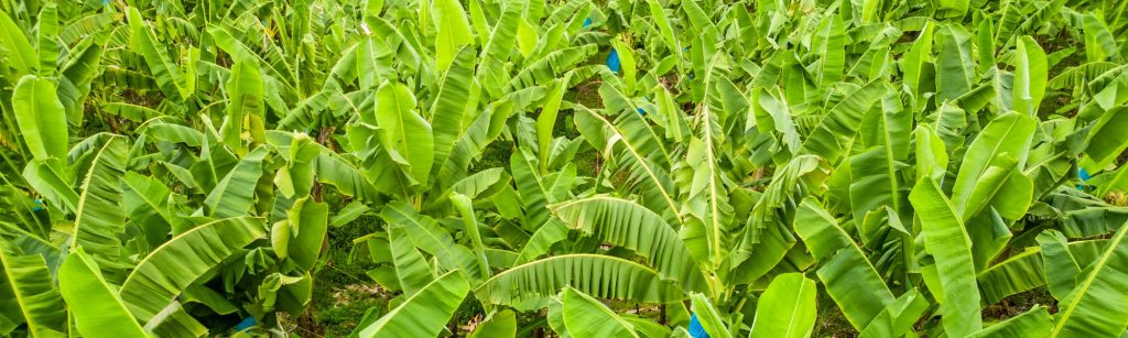 Birds eye view of banana plants