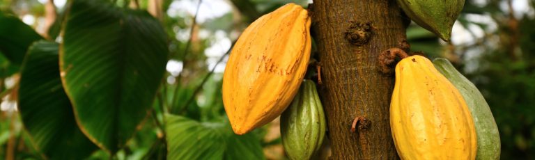 cocoa pods growing on a cocoa tree