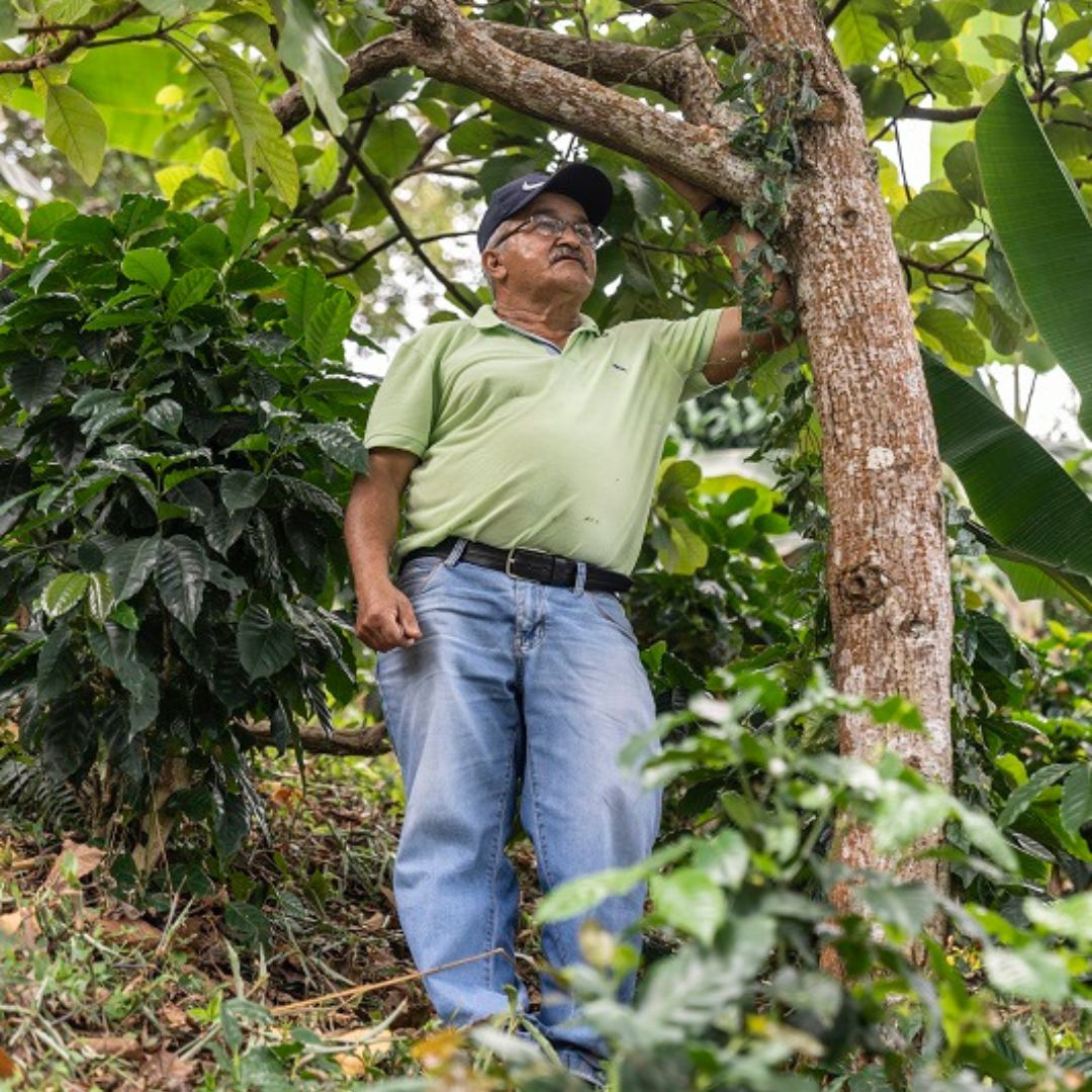 Jaime Alberto García Flórez, a coffee farmer from Red Ecolsierra Co-operative in the Sierra Nevada region of Colombia standing next to a tree