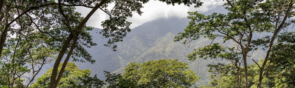 Forests in the mountains of Colombia