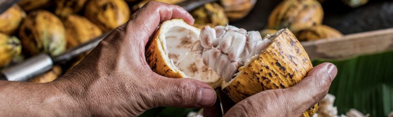 breaking open a cocoa pod to reveal cocoa beans